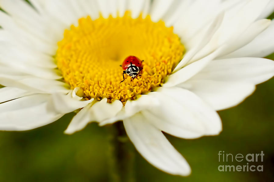 Daisy Photograph - A Bugs Life by ArtissiMo Photography