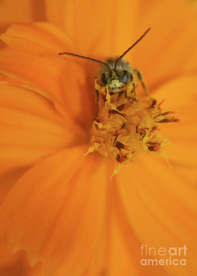 A Bugs Life Photograph