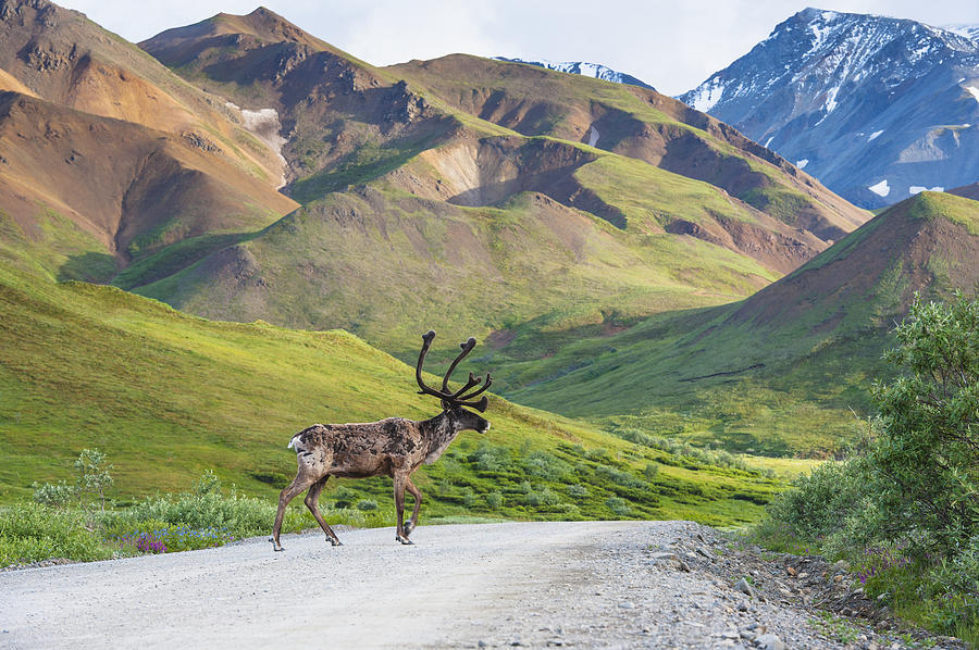 A Bull Caribou Crosses The Park Road Photograph by Michael Jones