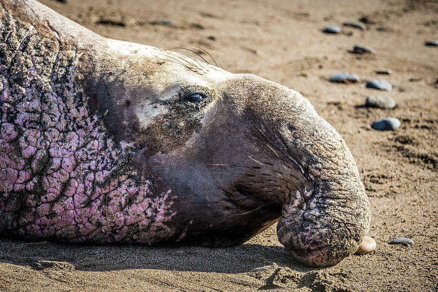 A Bull Elephant Seal Photograph
