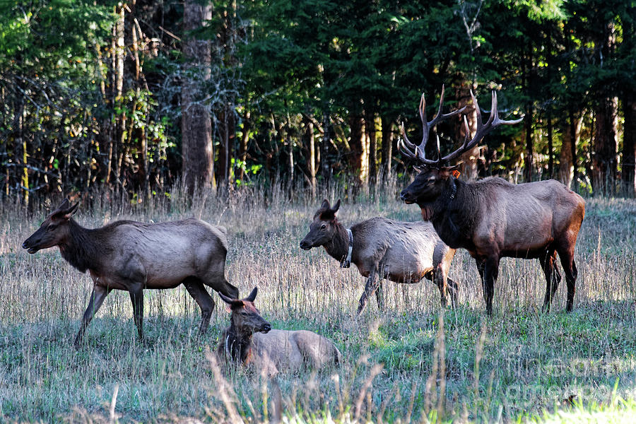 A Bull Elk And His Harem Photograph