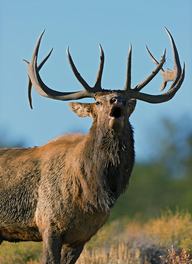 A Bull Elk bugling in the  Rocky Mountains Photograph by Gary Langley