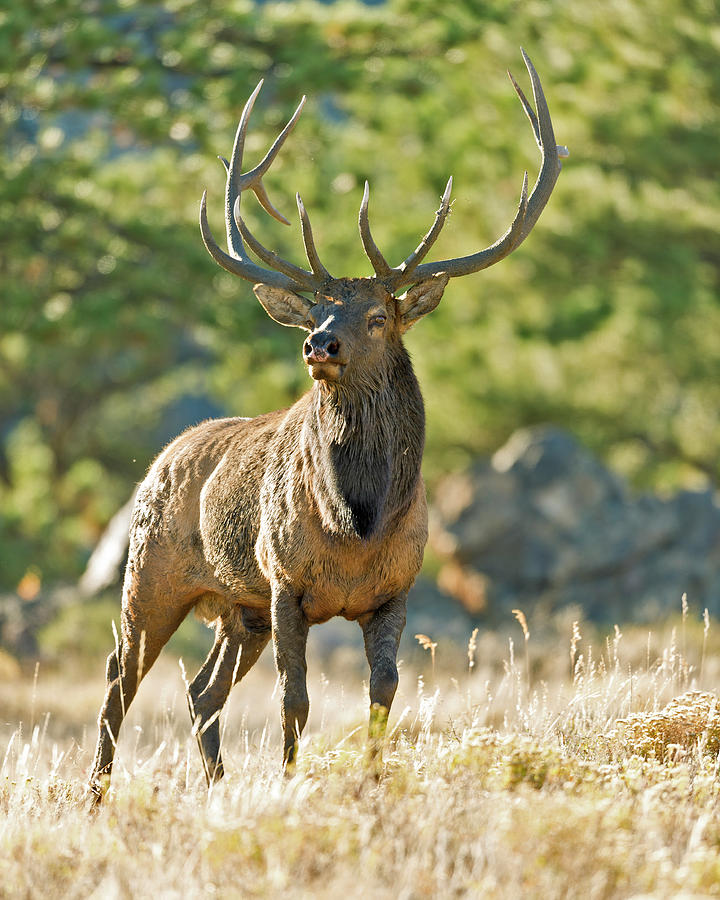 A Bull Elk in the Rocky Mountains Photograph by Gary Langley