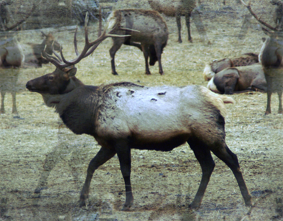 A Bull Elk  Photograph by Jeff Swan