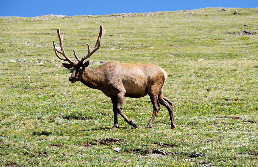  a bull elk to The Greener Side of the meadow Photograph by Jeff Swan
