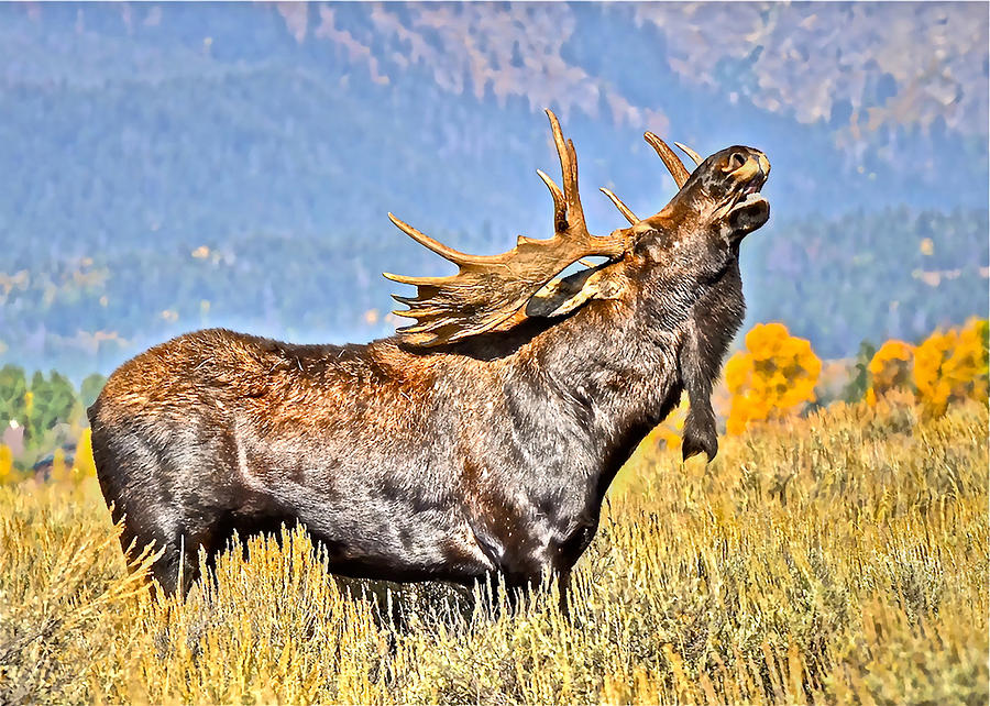 A Bull Moose Doing What a Bull Moose Does Photograph by Don Mercer