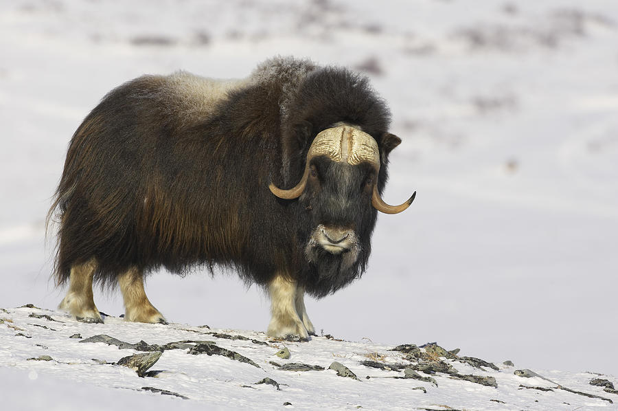 A Bull Musk Ox Photograph by Tim Grams - Fine Art America
