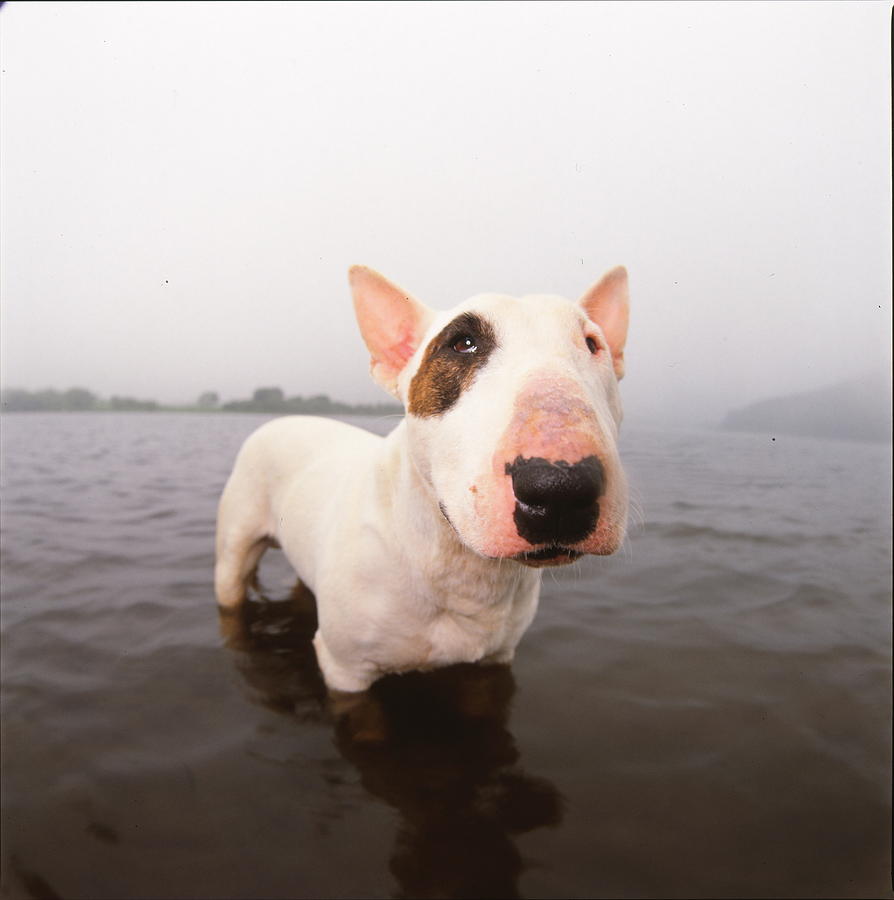 Dog Photograph - A bull terrier in water by Cica Oyama
