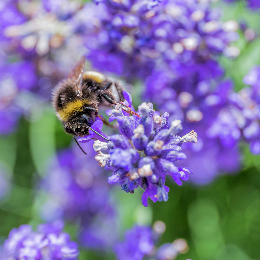 A Bumble Bee Drinking Nectar Photograph by Heiko Schneider - Fine Art ...