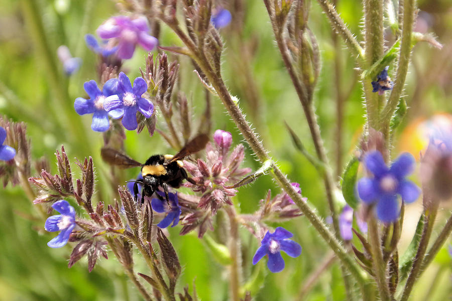 Insects Photograph - A bumble in the flowers   by Jeff Swan