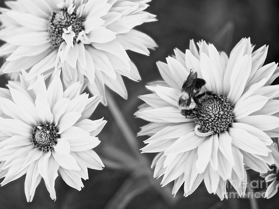 A Bumblebee  Photograph by Rachel Morrison