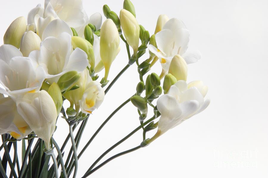 A Bunch Of Flowers Photograph By Hideaki Sakurai