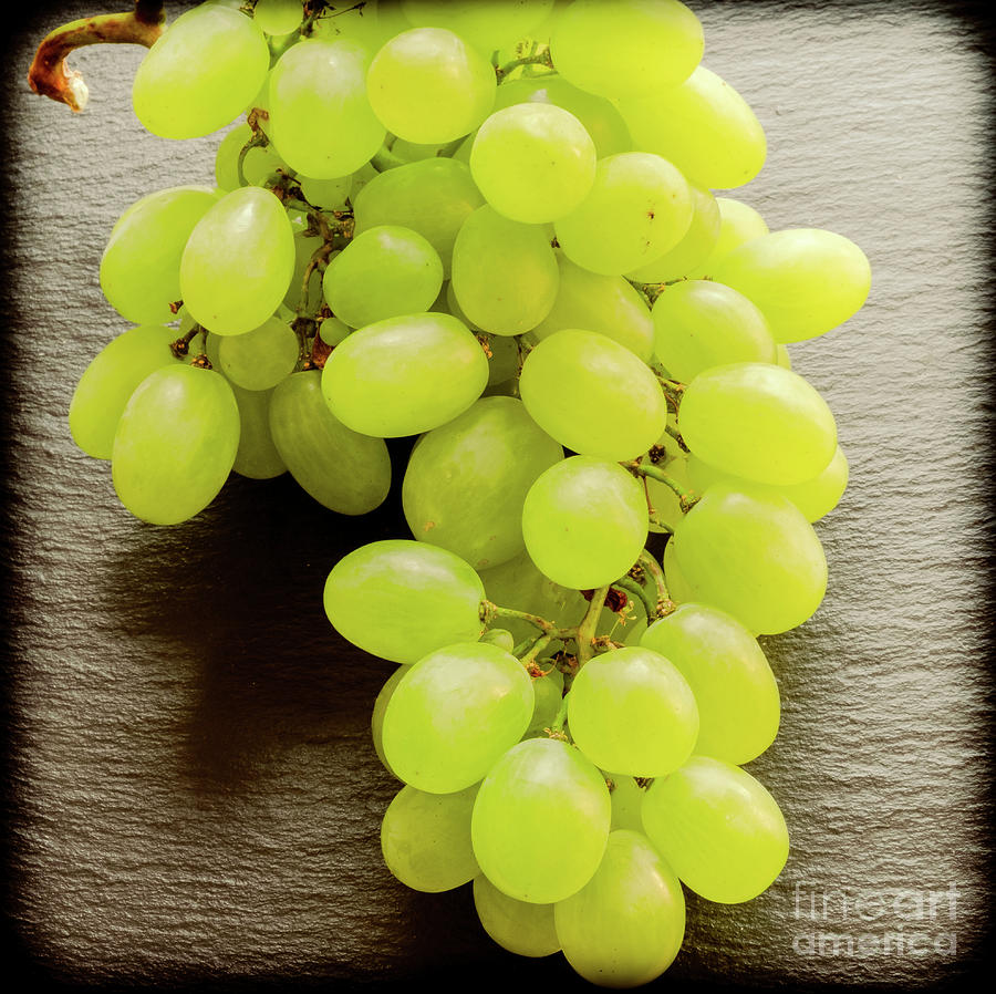A bunch of grapes retro Photograph by Marina Usmanskaya