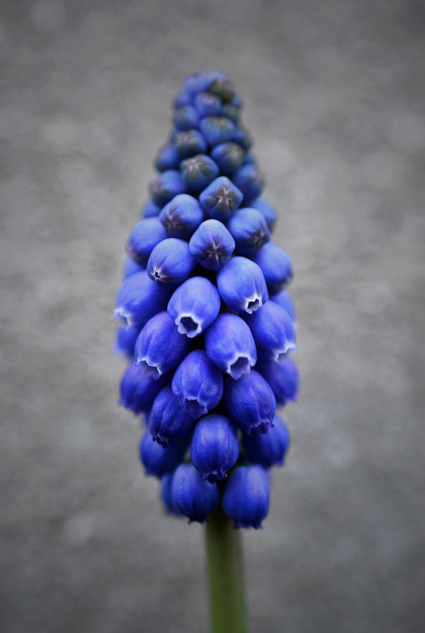 A Bunch of Grapes Photograph by Richard Andrews