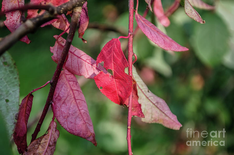 A Bunch Of Red Leaves Photograph by Michelle Meenawong