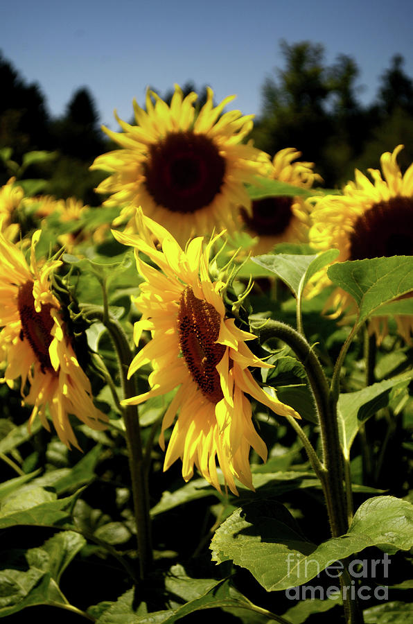 A Bunch Of Sunflowers Photograph by Michelle Meenawong