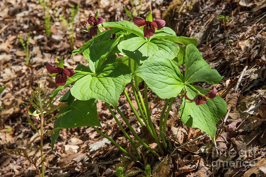 A Bunch of Trilliums  Photograph by Alana Ranney