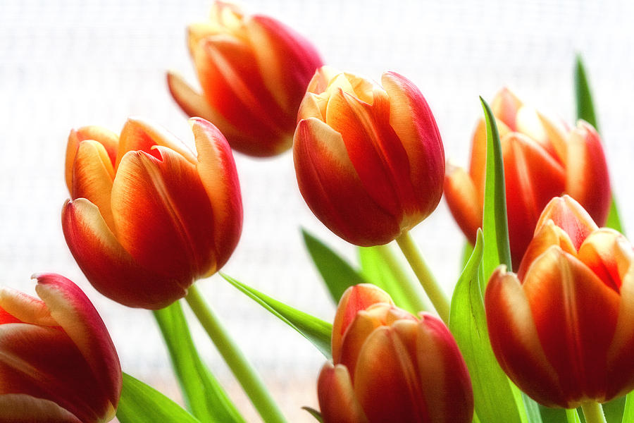 Tulip Photograph - A Bunch of Tulips by Gina Cormier