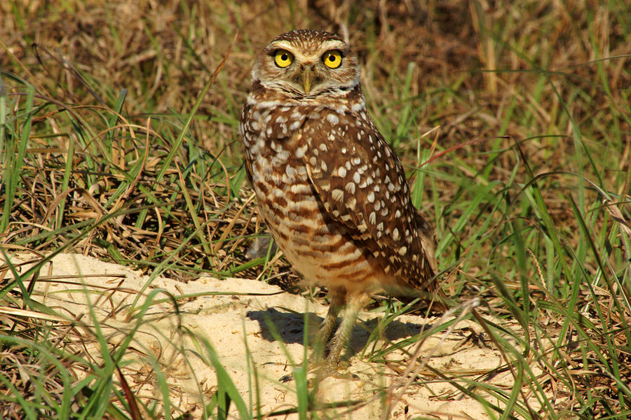 A Burrowing Owl Photograph by Daniel Woodrum
