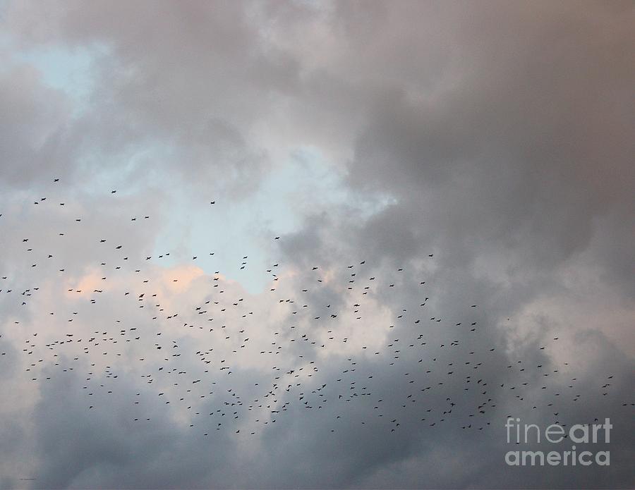 Nature Photograph - a Burst of Birds by Johnnie Stanfield