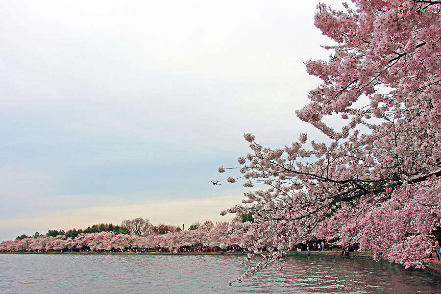 A Burst Of Cherry Blossoms Photograph by Cora Wandel