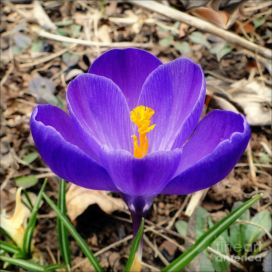 A Burst of Purple in Springtime Photograph by Sue Melvin