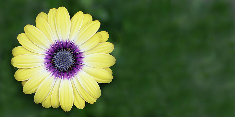 Daisy Photograph - A Burst of Yellow by Rebecca Cozart