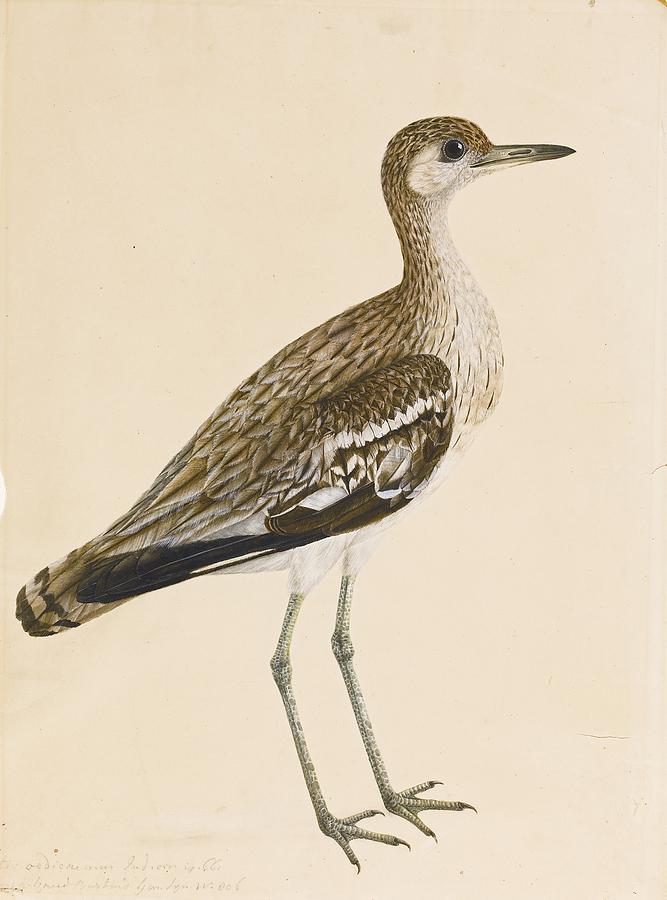 A bustard Painting by Eastern Accents