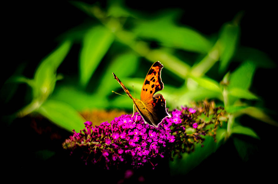 A butterflies World  Photograph by Bruce Pritchett