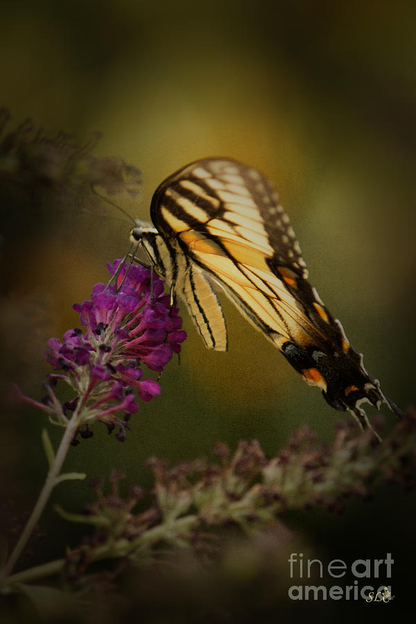 A Butterfly , Eastern Tiger Swallowtail Photograph by Sandra Clark