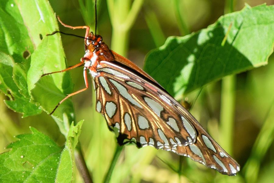 Butterfly Photograph - Gulf Fritillary Butterfly by Mary Ann Artz