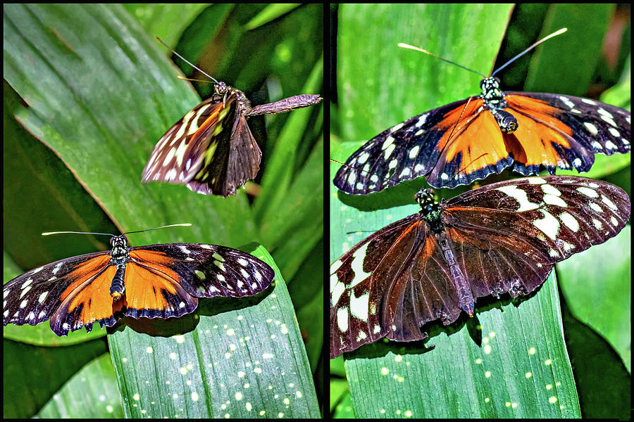 A Butterfly Courtship Tale - Diptych Photograph by Steve Harrington