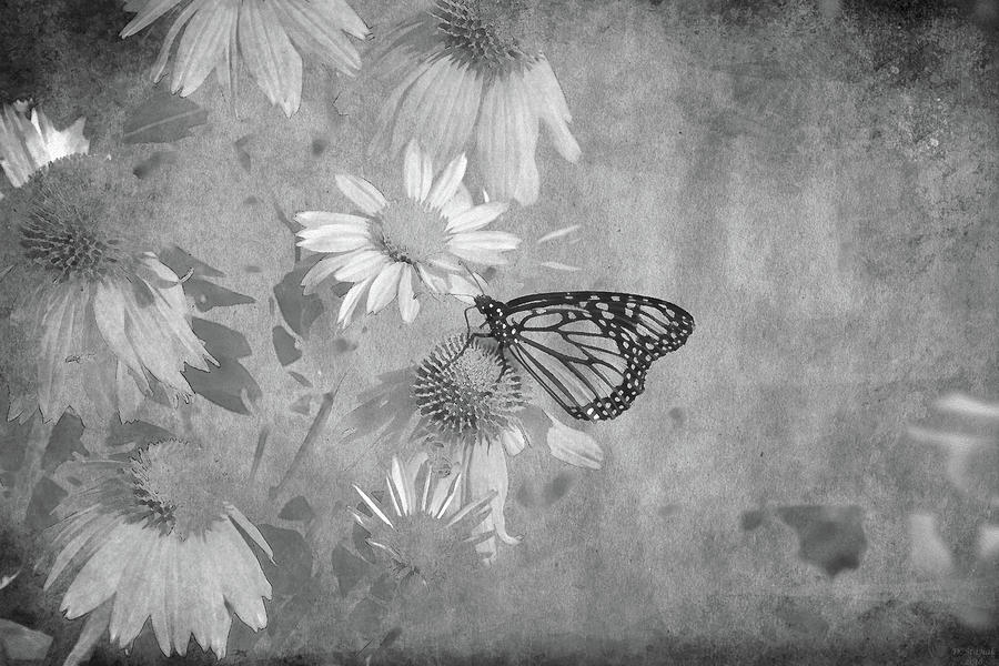 A Butterfly Digital Art by David Stasiak