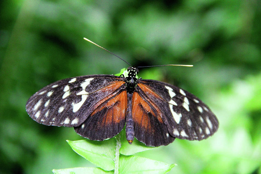 A Butterfly having rest Photograph by Margo Cat Photos - Fine Art America