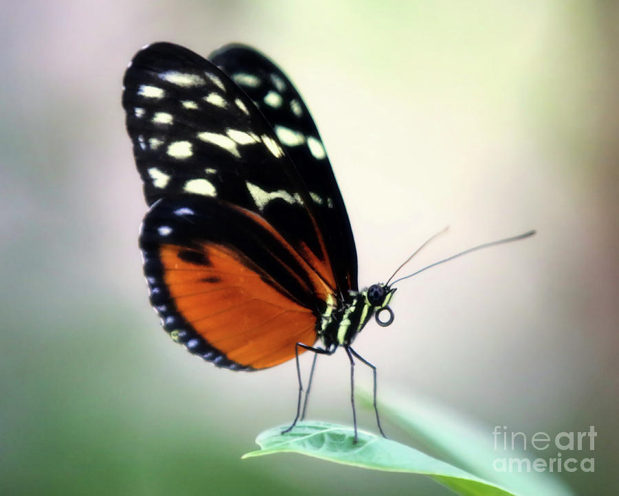 A Butterfly Moment Photograph by Elizabeth Winter