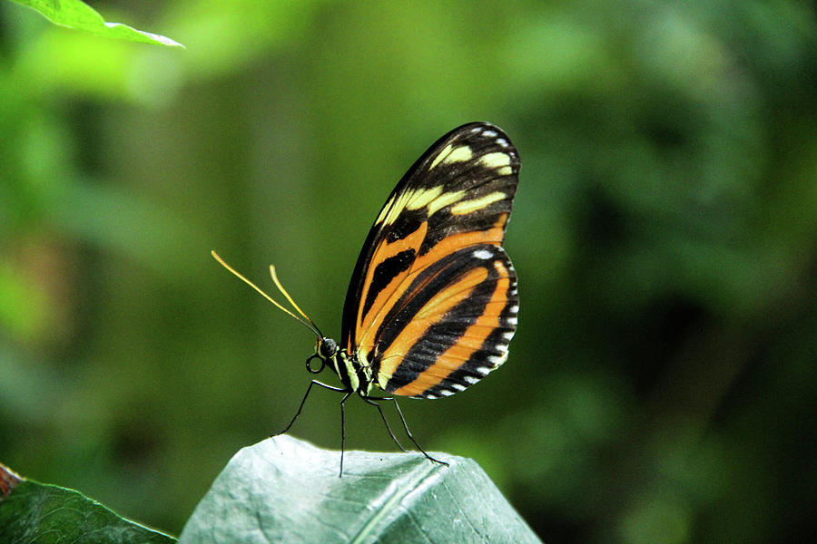 A Butterfly Photograph by Margo Cat Photos - Fine Art America