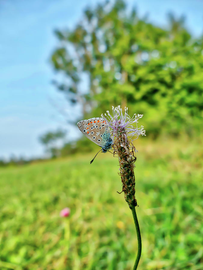 A butterfly on a luminous shining meadow Photograph by Gina Koch