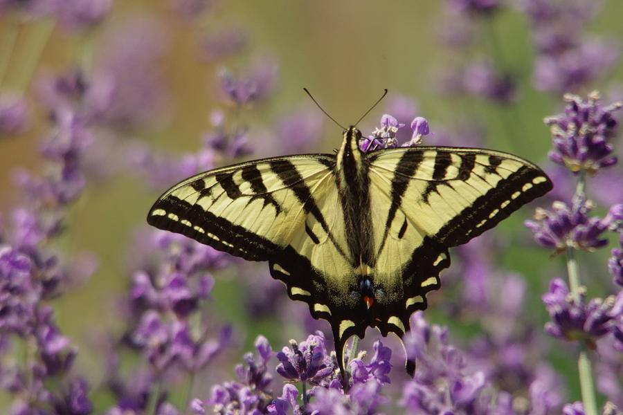 A butterfly on Lavender Photograph by Jeff Swan