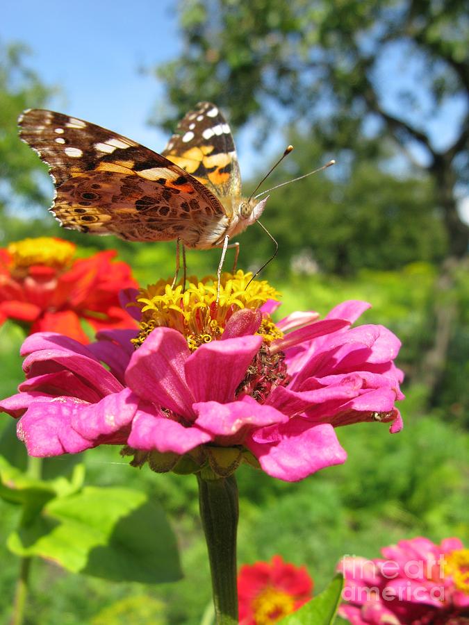 Butterfly Photograph - A Butterfly on the Pink Zinnia by Ausra Huntington nee Paulauskaite