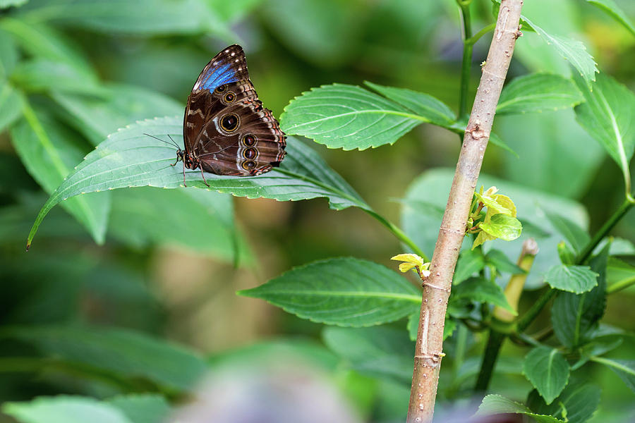 Butterfly Photograph - A Butterfly Waiting by Raphael Lopez Butterfly Photograph - A Butterfly Waiting by Raphael Lopez