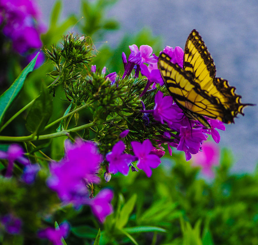 A butterflys dream Photograph by Gerald Kloss
