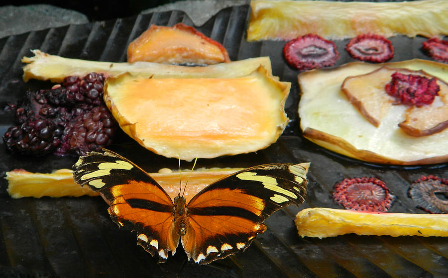 A Butterflys Feast Photograph
