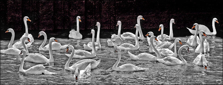 A Cacophony of Swans Photograph by Chris Lord