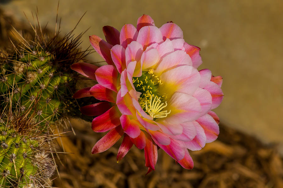 A Cactus Flower Photograph