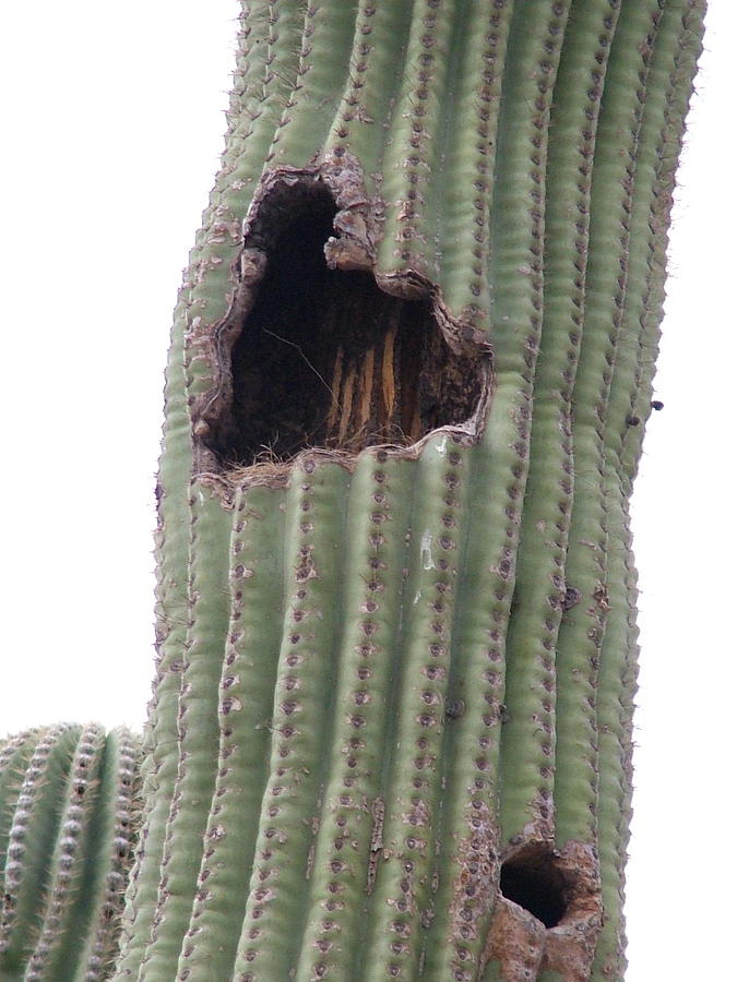 Nest Photograph - A Cactus Nest by Vickie Roche
