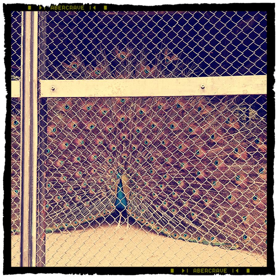 Peacock Photograph - A Caged Peacock by Shunsuke Kanamori