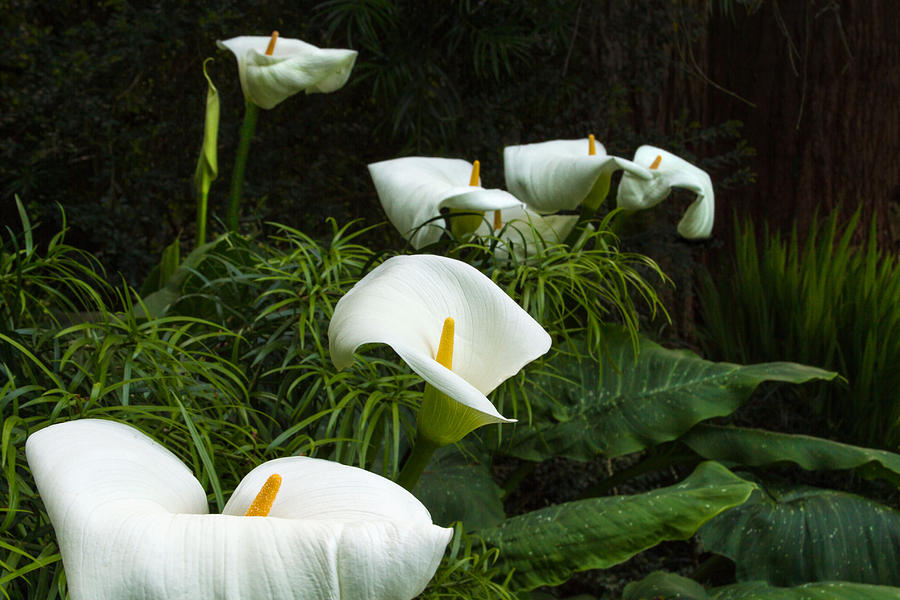 A Cala Lily Grouping Photograph by Bonnie Follett