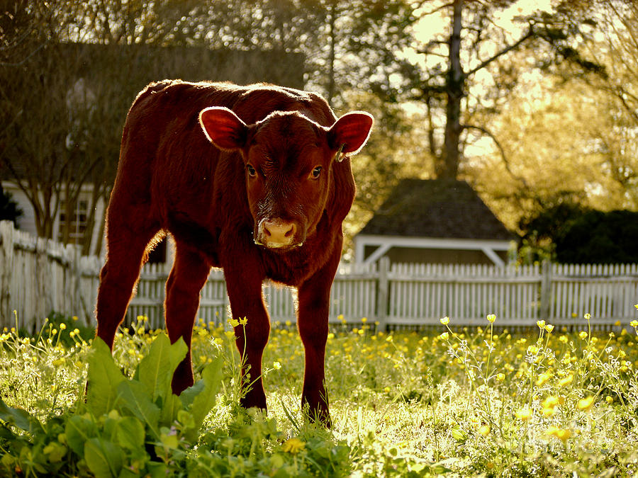 A Calf in April Photograph by Rachel Morrison