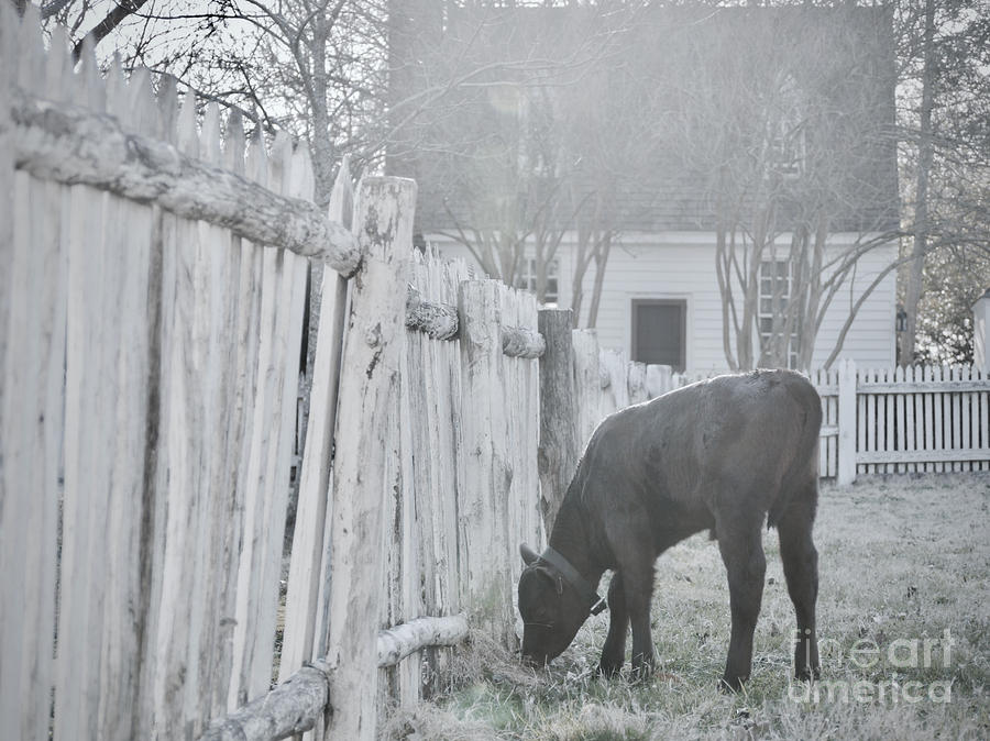 A Calf in Williamsburg Photograph by Rachel Morrison