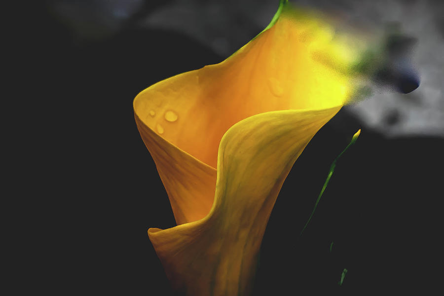 A Calla Abstract Digital Art by Ed Stines
